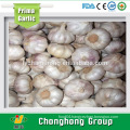 2016 new crop Prima garlic for sale with lowest price